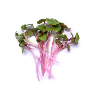 Microgreens Ředkvička China Rose