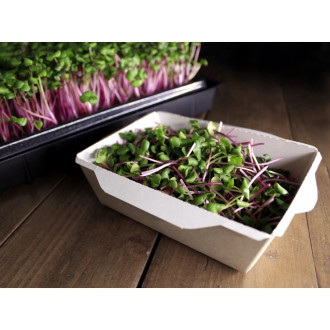 Microgreens Ředkvička China Rose