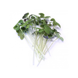 Microgreens Hořčice bílá