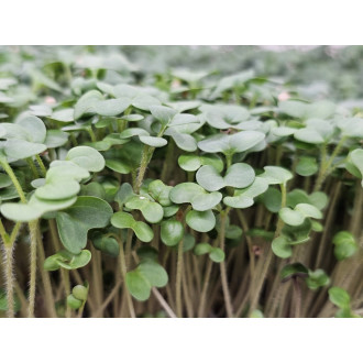 Microgreens Hořčice bílá