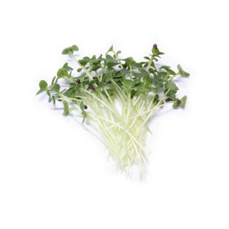 Microgreens Brokolice RAAB
