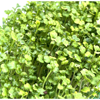 Microgreens Brokolice RAAB