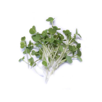 Microgreens Rukola