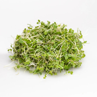 Microgreens Rukola